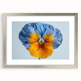 Framed botanical wall art showcasing vibrant pansy flowers in a silver mat frame, ideal for home decor and floral-themed interiors. This elegant piece adds a touch of nature to any room, enhancing aesthetic appeal with its colorful design.