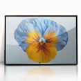 Framed botanical wall art featuring a vibrant pansy design in rich colors, presented in a sleek black frame, ideal for home decor enthusiasts.