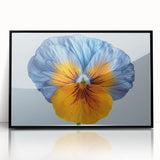 Framed botanical wall art featuring a vibrant pansy design in rich colors, presented in a sleek black frame, ideal for home decor enthusiasts.