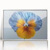 Framed wall art showcasing a vibrant botanical design of pansies in shades of purple and yellow, presented in a sleek white frame with an acrylic front. Perfect for adding a touch of nature to home decor.