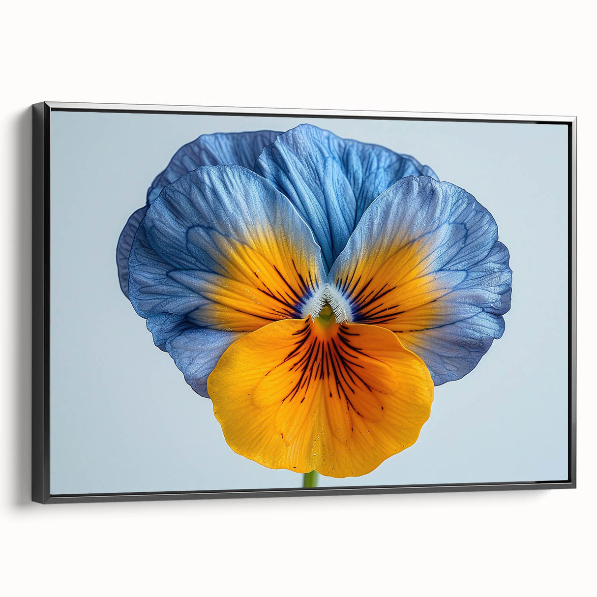 Framed botanical wall art featuring a vibrant pansy design on a black canvas, presented from a side view, perfect for home decor with a modern touch.