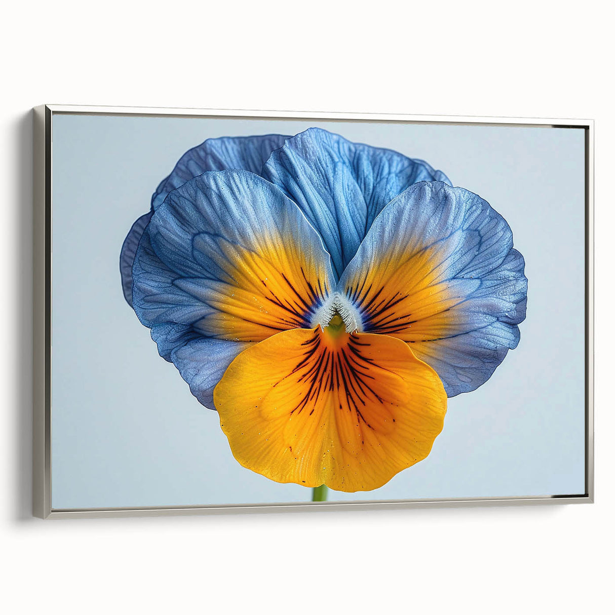 Framed canvas wall art showcasing a vibrant botanical pansy design, elegantly displayed with a silver frame, perfect for enhancing home decor.