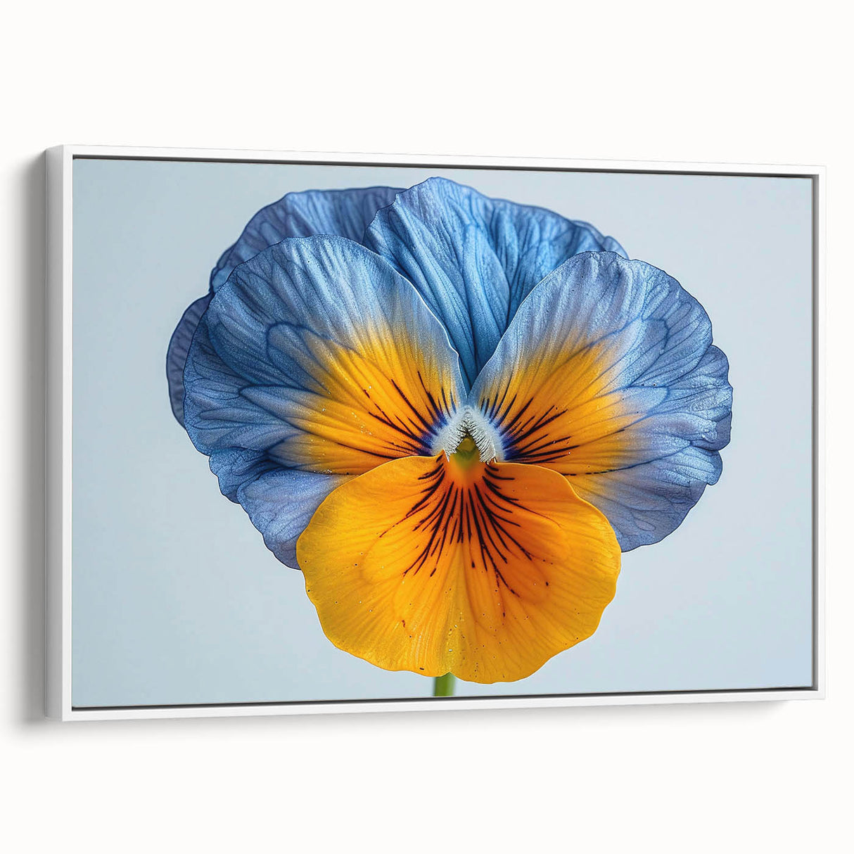 Framed canvas wall art featuring a botanical pansy design, showcasing vibrant purple and yellow flowers against a crisp white background, ideal for home decor.