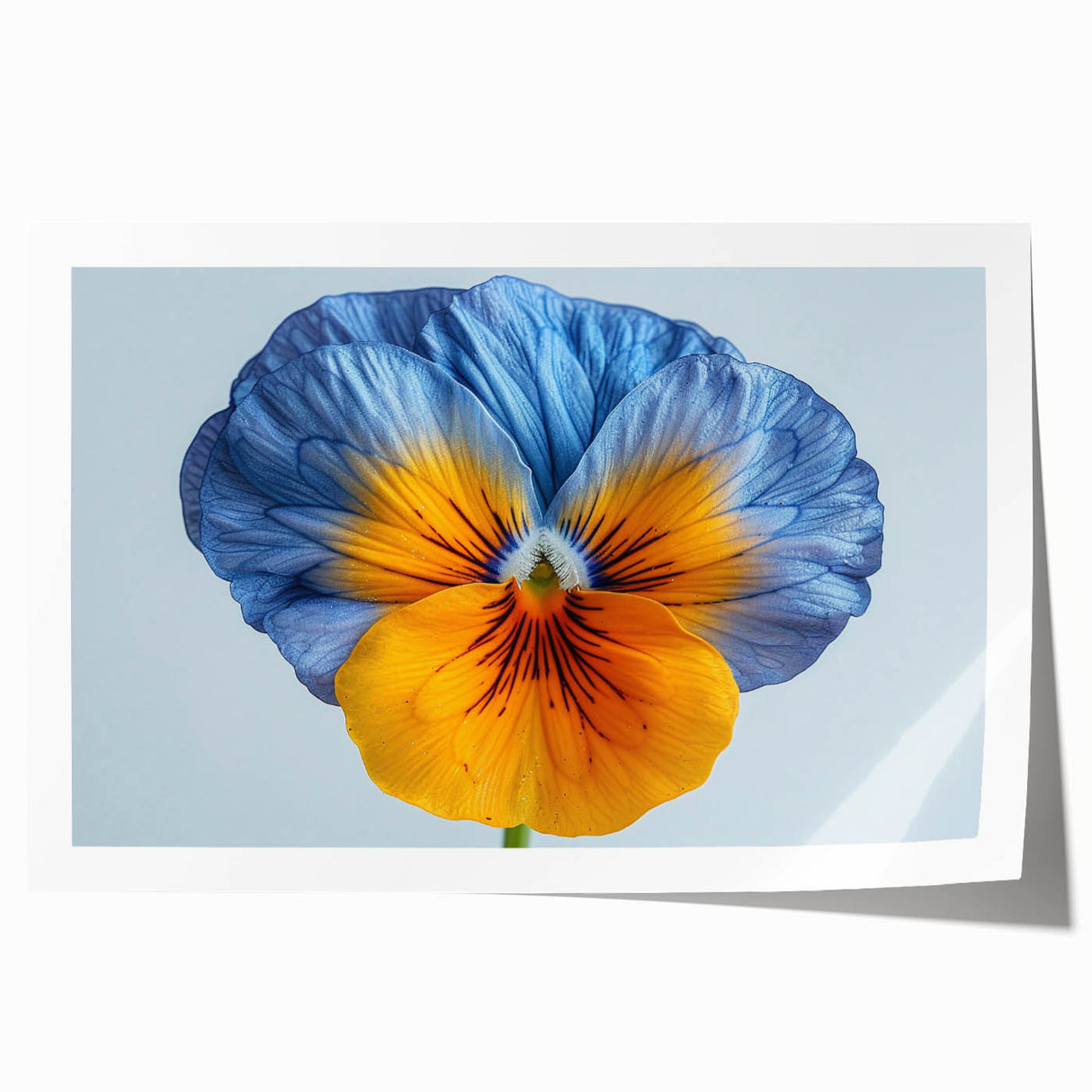 Vibrant botanical wall art print showcasing a detailed pansy design in rich colors, ideal for home decor, featuring delicate flower illustrations on high-quality paper.