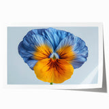 Vibrant botanical wall art print showcasing a detailed pansy design in rich colors, ideal for home decor, featuring delicate flower illustrations on high-quality paper.
