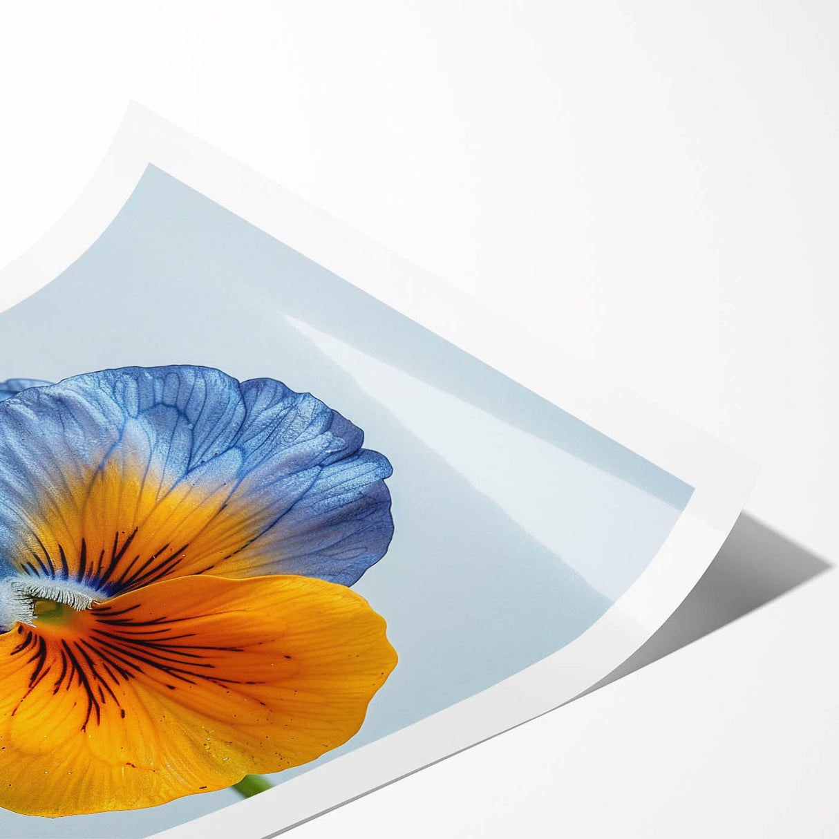 Botanical wall art print showcasing a vibrant pansy flower design with rich colors, ideal for home decor, rolled and ready for framing. Perfect for flower enthusiasts.