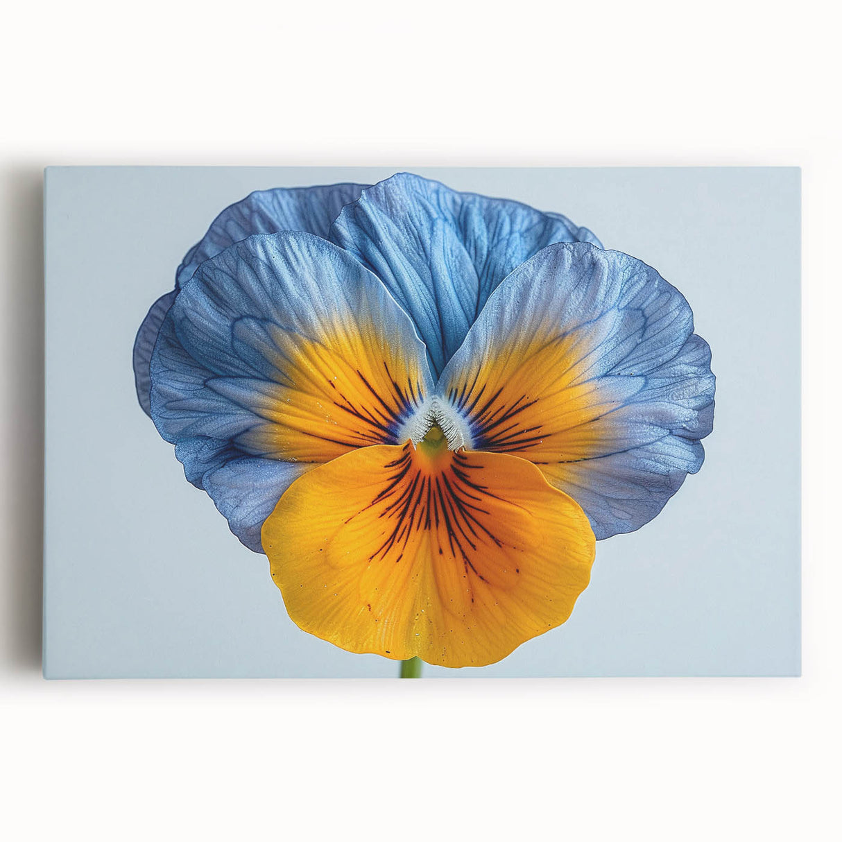 Vibrant botanical wall art featuring a colorful pansy design on stretched canvas, perfect for home decor, showcasing detailed petals and rich hues. Ideal for floral enthusiasts.