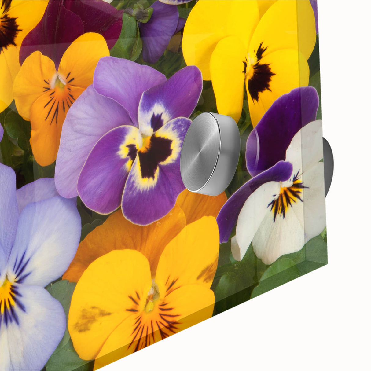 Close-up of a vibrant botanical wall art design featuring colorful pansies, beautifully displayed on acrylic glass, perfect for home decor enthusiasts.