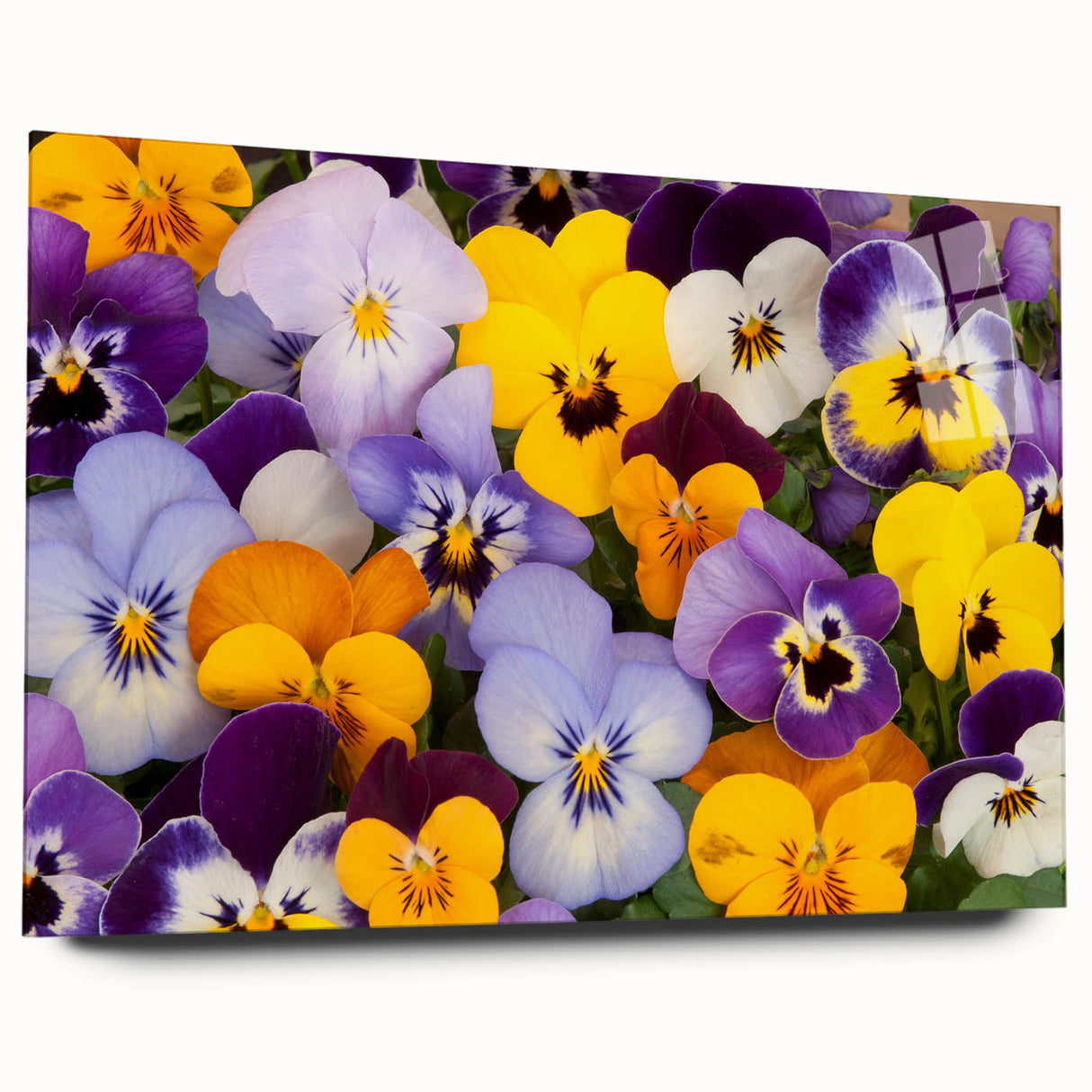 Side view of a botanical wall art collection featuring vibrant pansy designs printed on acrylic glass, showcasing vivid colors and intricate floral details. Ideal for home decor.