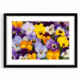 Black-framed wall art featuring a vibrant botanical pansy design, elegantly matted, perfect for home decor enthusiasts seeking floral aesthetics.