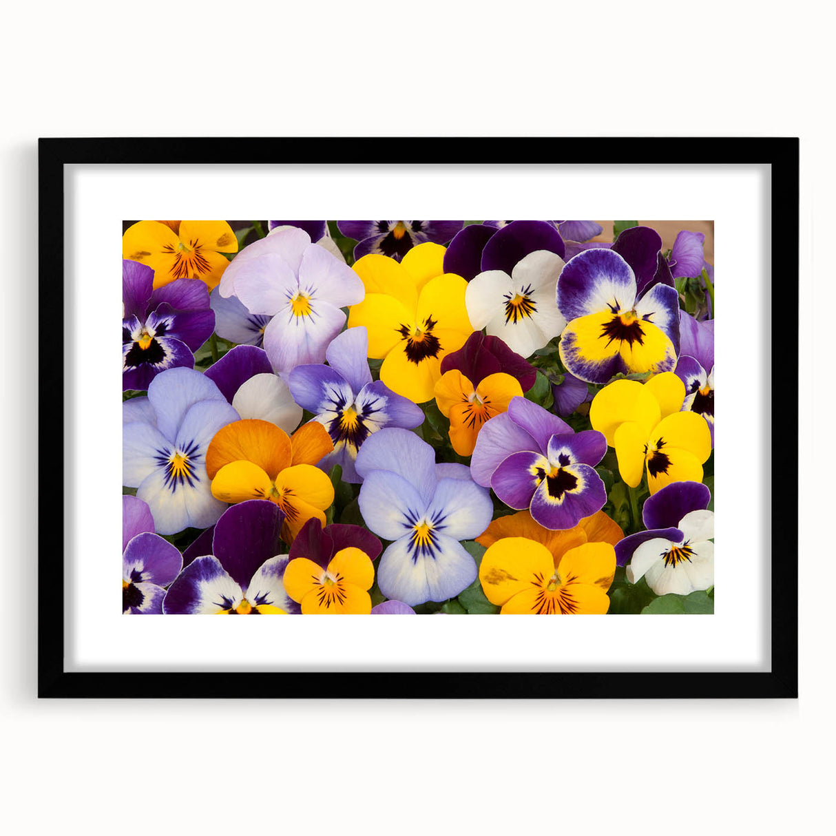 Black-framed wall art featuring a vibrant botanical pansy design, elegantly matted, perfect for home decor enthusiasts seeking floral aesthetics.