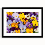 Black-framed wall art featuring a vibrant botanical pansy design, elegantly matted, perfect for home decor enthusiasts seeking floral aesthetics.