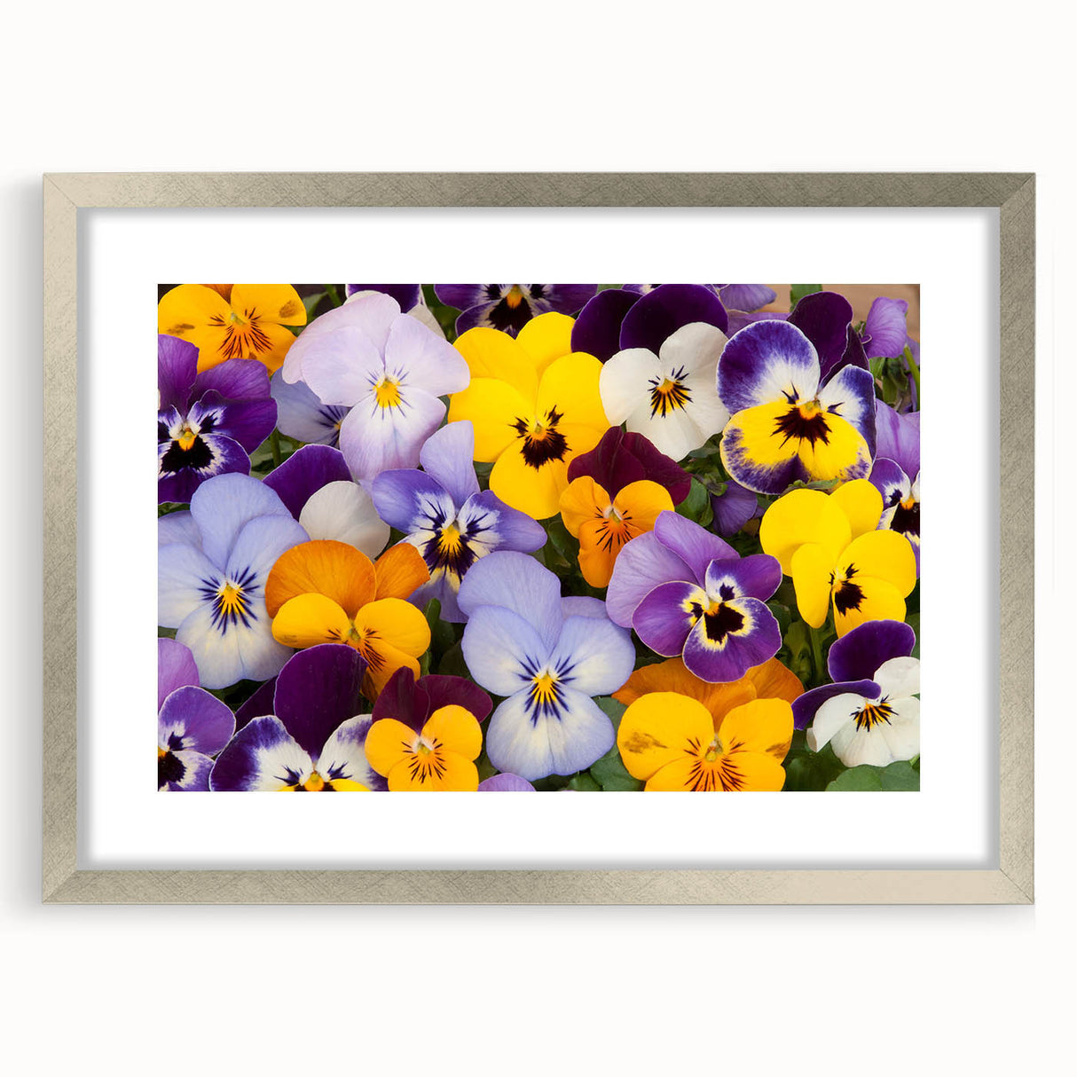 Botanical wall art featuring a vibrant pansy design in a silver frame with a mat, showcasing intricate floral details perfect for home decor.
