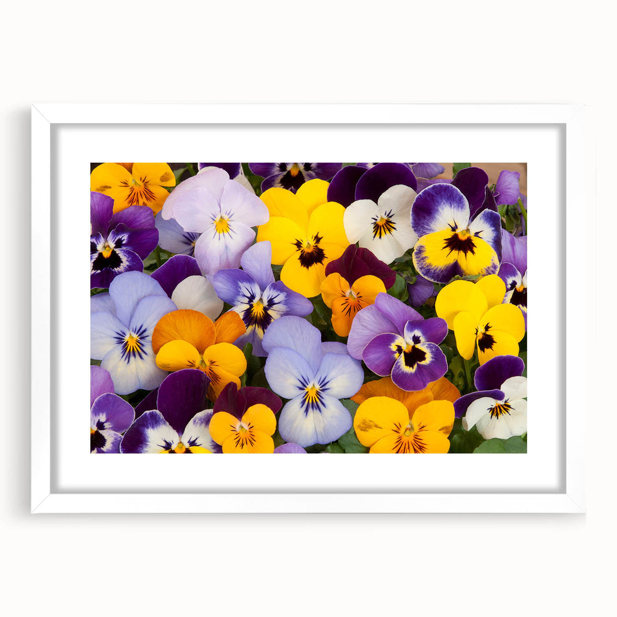 Botanical wall art collection featuring a vibrant pansy design in a sleek white frame, ideal for enhancing home decor and adding a touch of nature to any space.