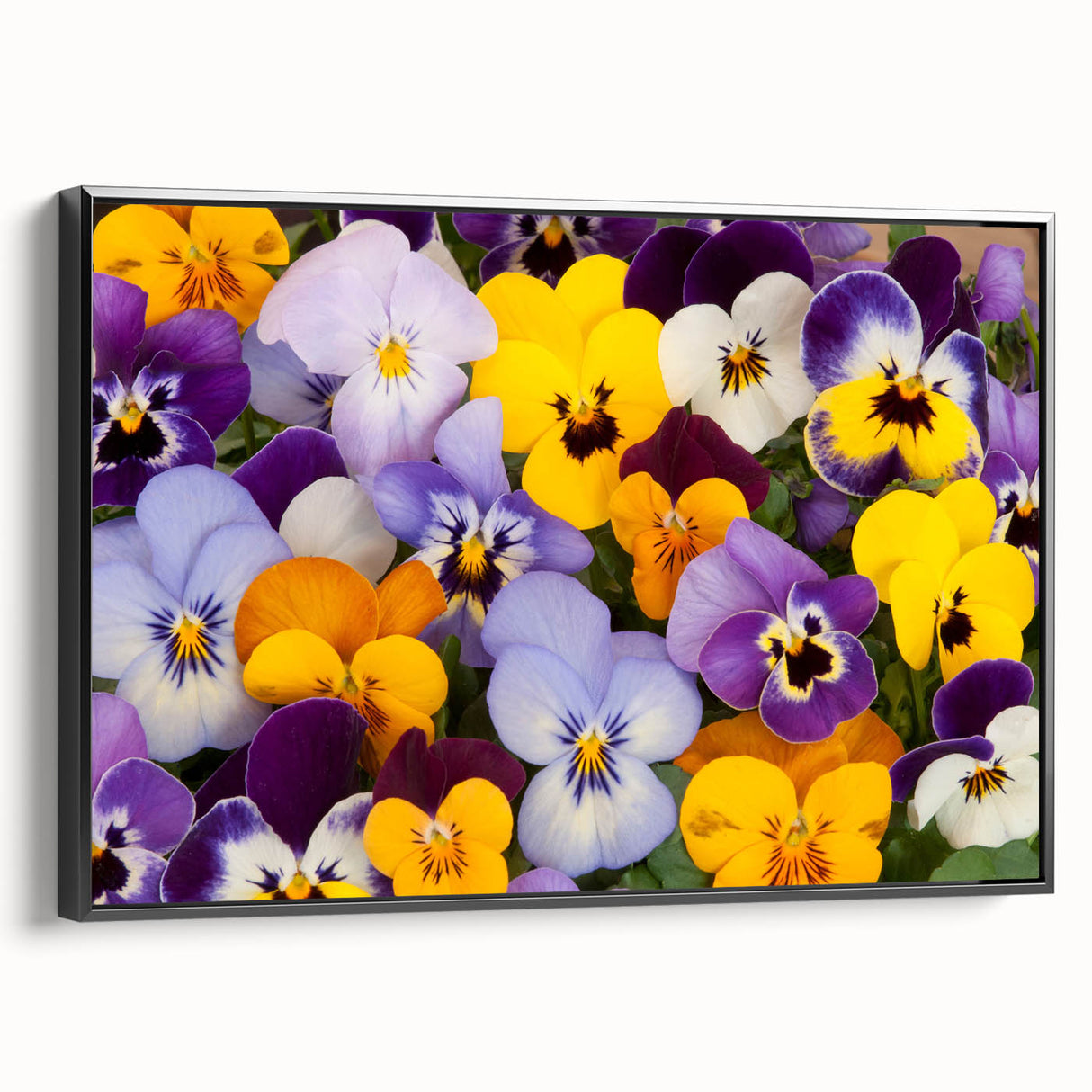 Framed botanical wall art featuring a vibrant pansy design on a black background, showcasing intricate floral details and a modern aesthetic suitable for home decor.