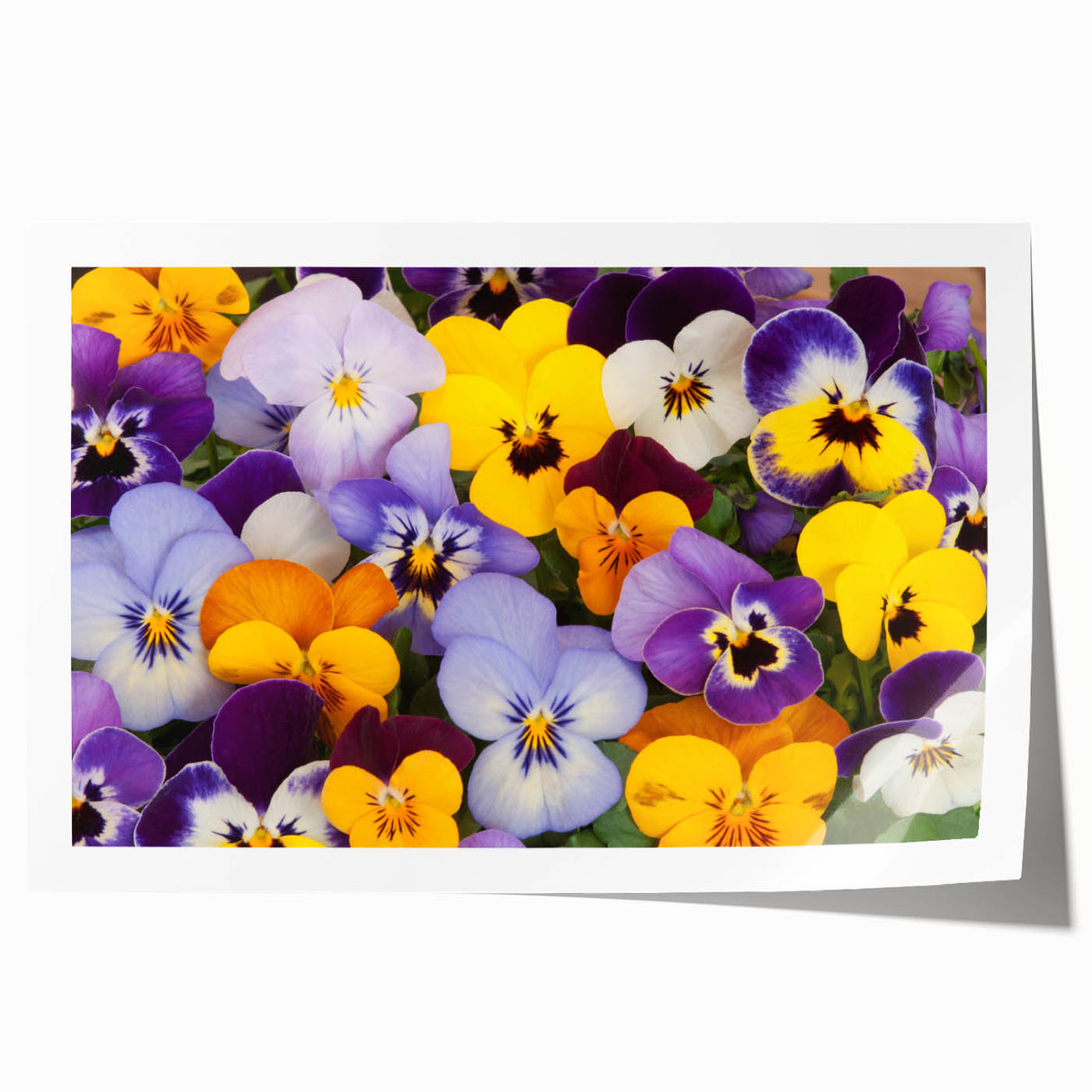 Vibrant botanical wall art print featuring intricately detailed pansy flowers in various colors, perfect for home decor or floral-themed design projects.
