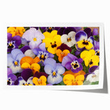 Vibrant botanical wall art print featuring intricately detailed pansy flowers in various colors, perfect for home decor or floral-themed design projects.