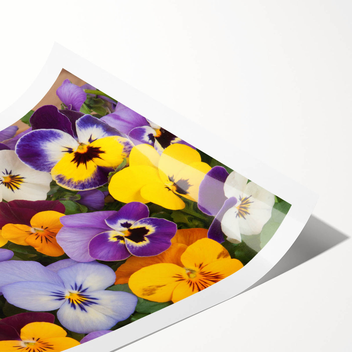 Botanical wall art print featuring a vibrant pansy design with rich purple and yellow hues, rolled and ready for framing, perfect for floral decor enthusiasts.