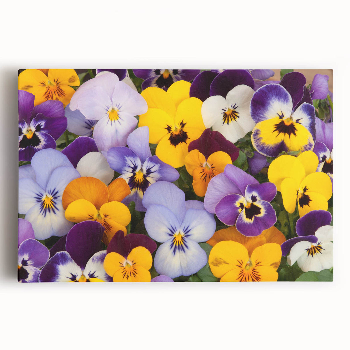 Botanical wall art featuring a vibrant pansy design on stretched canvas, showcasing rich purple and yellow hues, perfect for home decor enhancement.