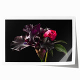 Peony floral wall art print showcasing vibrant pink and white blossoms on a soft pastel background, ideal for home decor or botanical-themed interiors.