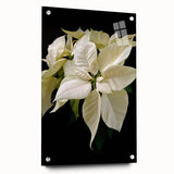 Acrylic glass wall art showcasing a botanical poinsettia design, highlighting vibrant colors and intricate details, displayed in a side view with decorative pins.