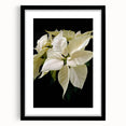 Botanical wall art featuring a vibrant poinsettia design, framed in sleek black with a white mat, ideal for enhancing modern home decor and holiday aesthetics.