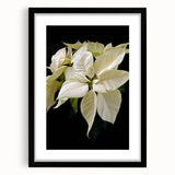 Botanical wall art featuring a vibrant poinsettia design, framed in sleek black with a white mat, ideal for enhancing modern home decor and holiday aesthetics.