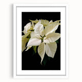 Elegant botanical wall art featuring a vibrant poinsettia design in a white frame with a mat, showcased from the front view, perfect for home decor.