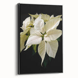 Framed canvas wall art featuring a botanical poinsettia design in vibrant colors, displayed at a black side view, perfect for enhancing home decor.
