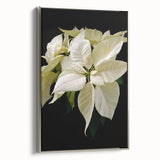 Framed canvas wall art showcasing a botanical poinsettia design with intricate details, featuring a silver frame that adds elegance to home decor.