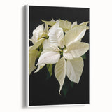 Framed canvas wall art featuring a botanical poinsettia design in vibrant colors, displayed from a side view, with a sleek white frame, perfect for home decor.