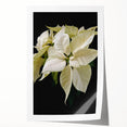 Vibrant botanical poinsettia wall art print showcasing intricate floral details and rich colors, ideal for home decoration and adding a festive touch to interiors.