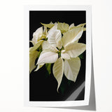 Vibrant botanical poinsettia wall art print showcasing intricate floral details and rich colors, ideal for home decoration and adding a festive touch to interiors.
