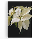 Vibrant botanical wall art featuring a detailed poinsettia design on stretched canvas, showcasing rich colors and intricate floral patterns, perfect for home decor.