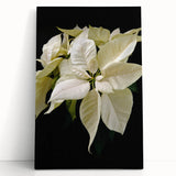 Vibrant botanical wall art featuring a detailed poinsettia design on stretched canvas, showcasing rich colors and fine textures, ideal for home decor.