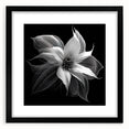 Botanical poinsettia wall art design framed in black, showcasing vibrant red and green colors with a matte finish, perfect for holiday decor or floral-themed interiors.