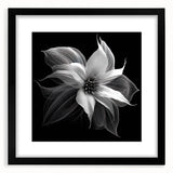 Botanical poinsettia wall art design framed in black, showcasing vibrant red and green colors with a matte finish, perfect for holiday decor or floral-themed interiors.