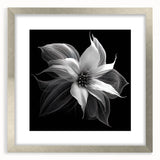 Poinsettia botanical wall art in a silver frame with mat, showcasing vibrant red and green floral design, perfect for festive home decor.