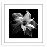 Botanical wall art collection featuring a vibrant poinsettia design, elegantly framed with a white mat, showcasing intricate floral details and a modern aesthetic.