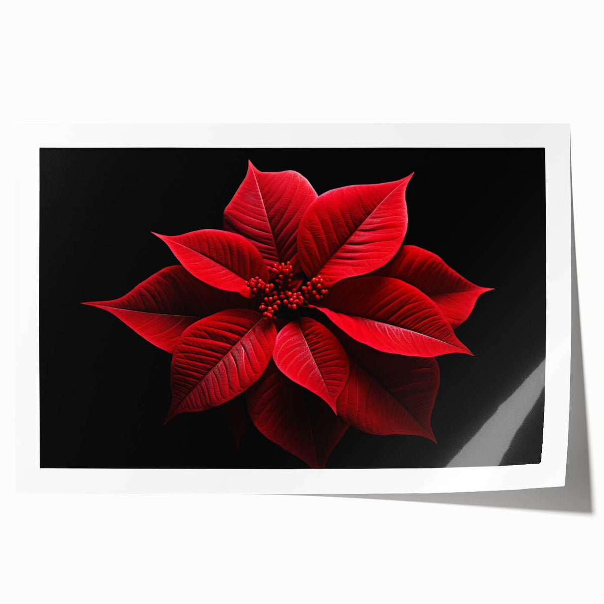 Vibrant botanical illustration of a poinsettia flower in rich reds and greens, designed for wall art, showcasing intricate details and textures, perfect for home decor.