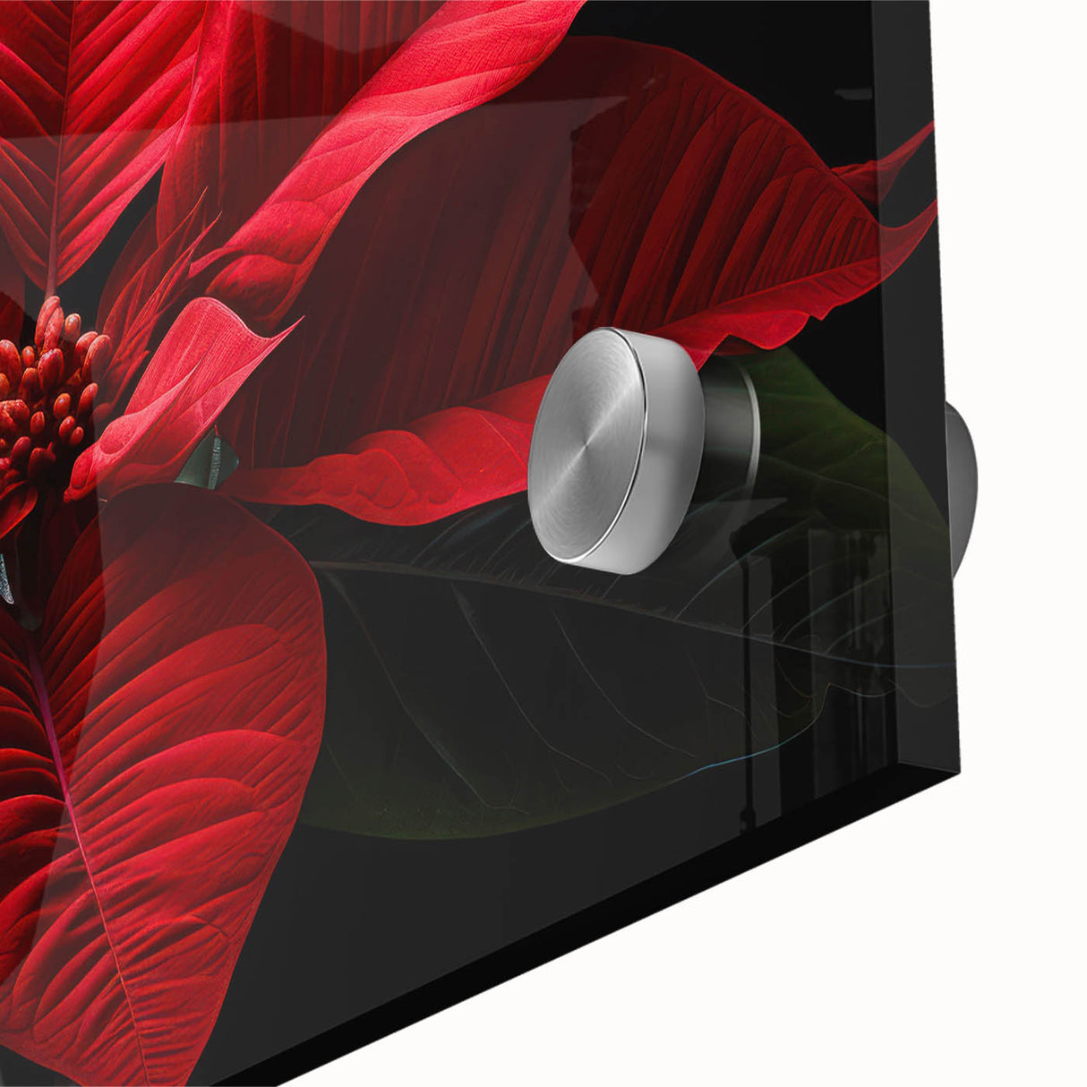Close-up view of a vibrant botanical poinsettia wall art design, featuring rich red and green colors printed on acrylic glass, perfect for holiday decor. This artwork beautifully captures the intricate details of the flower, enhancing any space with its festive charm.