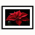 Black-framed wall art featuring a botanical poinsettia design, elegantly matted, showcasing vibrant red and green colors, perfect for holiday decor or floral-themed spaces.