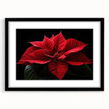 Black-framed wall art featuring a botanical poinsettia design, elegantly matted, showcasing vibrant red and green colors, perfect for holiday decor or floral-themed spaces.