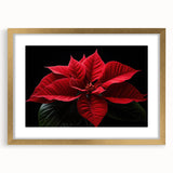 Botanical poinsettia wall art design in a gold frame with matting, showcasing intricate floral details and vibrant colors, perfect for home decor.