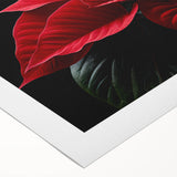 Botanical poinsettia design wall art on rolled canvas, showcasing vibrant red and green colors, perfect for holiday decor or floral-themed interiors.