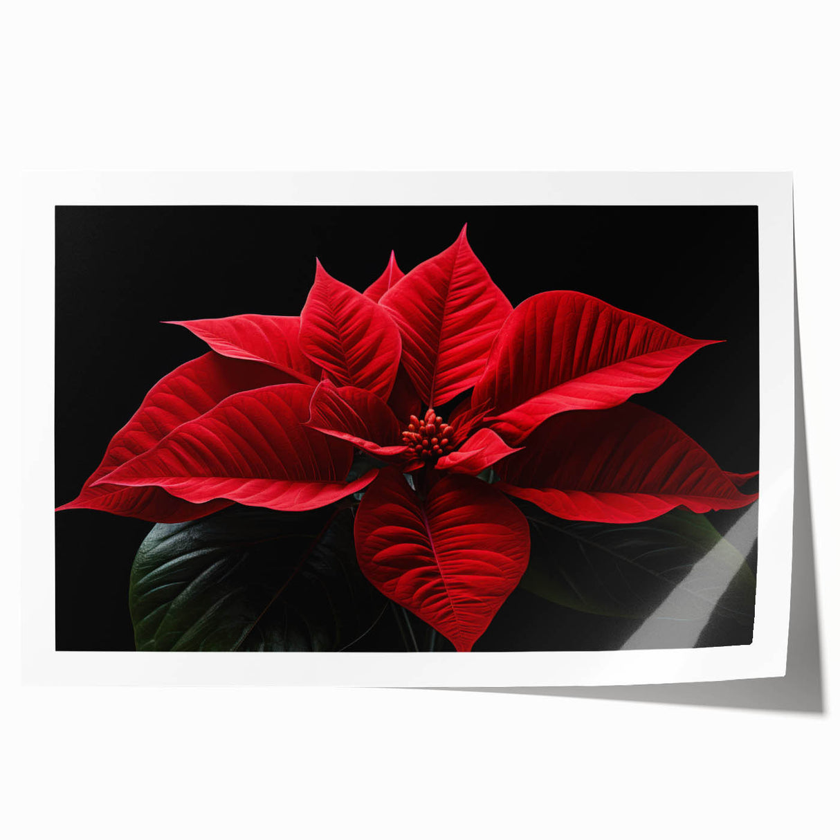 Vibrant botanical poinsettia wall art print featuring intricate floral designs in rich reds and greens, rolled and ready for framing in a protective tube.