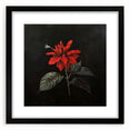 Elegant black-framed wall art featuring a botanical poinsettia design with intricate floral details, ideal for enhancing home decor and bringing nature indoors.
