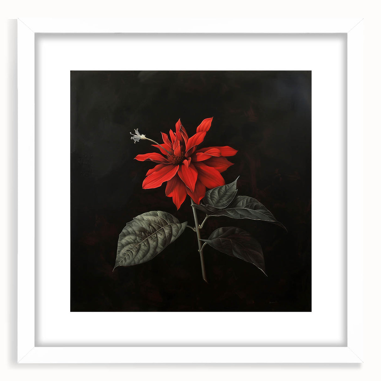 Botanical artwork featuring a vibrant poinsettia design in a white frame with matting, ideal for home decor and holiday-themed interiors, showcasing intricate floral details and rich colors.