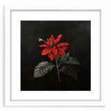 Botanical artwork featuring a vibrant poinsettia design in a white frame with matting, ideal for home decor and holiday-themed interiors, showcasing intricate floral details and rich colors.