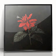 Framed botanical wall art featuring a vibrant red poinsettia design on a sleek black background, perfect for adding a festive touch to home decor.